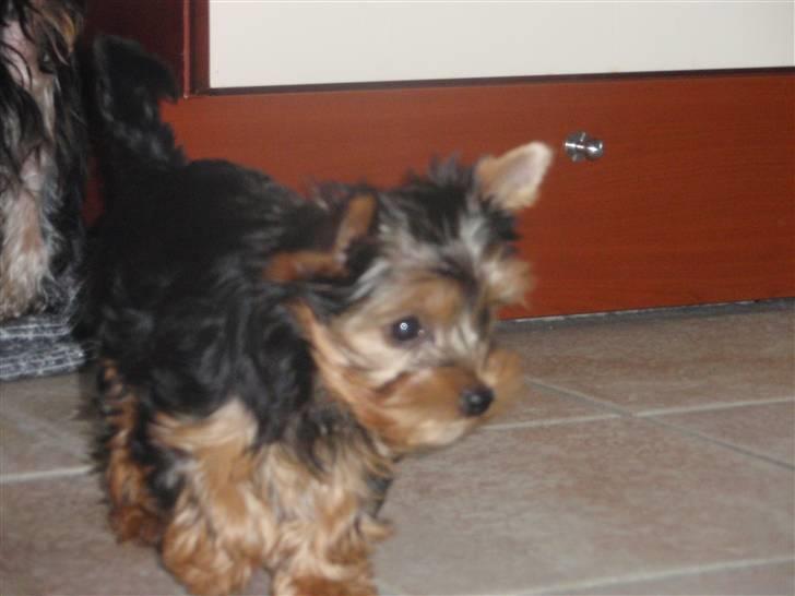 Yorkshire terrier Frida billede 4