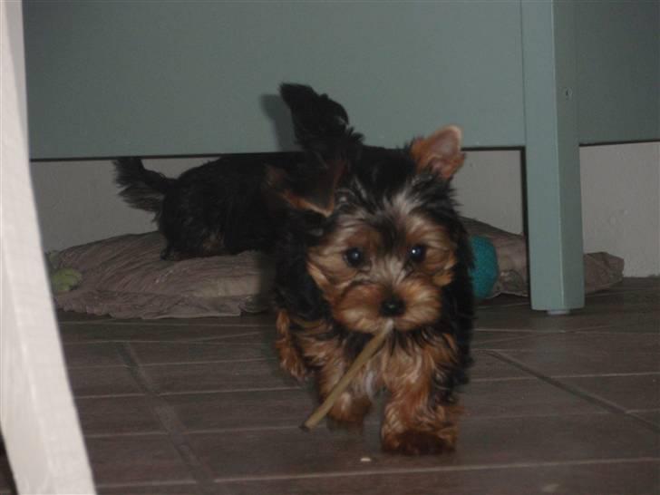 Yorkshire terrier Frida billede 5