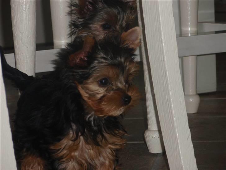 Yorkshire terrier Frida billede 6