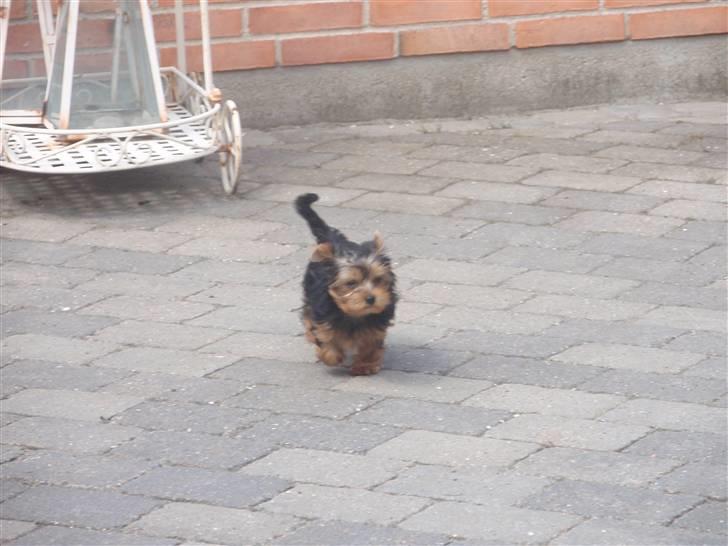 Yorkshire terrier Frida billede 7