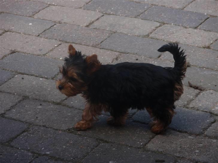 Yorkshire terrier Frida billede 8
