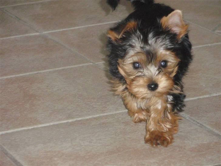 Yorkshire terrier Frida billede 9