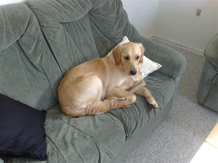 Golden retriever Molly billede 2