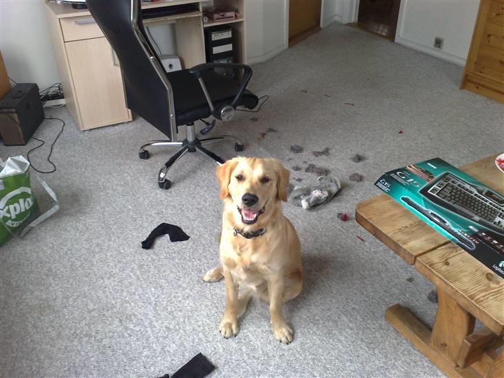 Golden retriever Molly - Er jeg ik dygtig. billede 3