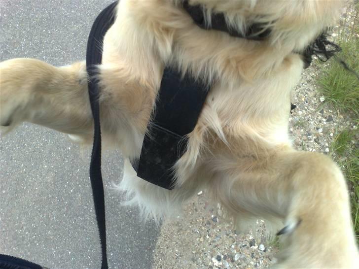 Golden retriever Molly billede 4