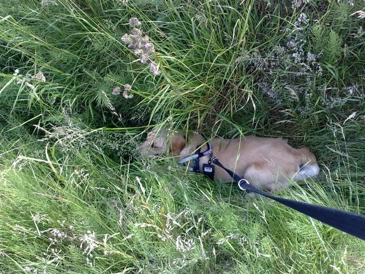 Golden retriever Molly billede 5