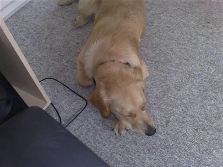 Golden retriever Molly billede 6