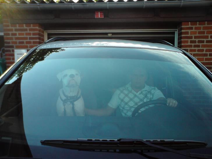 Olde english bulldogge Dexter - R.I.P - Skal ud at cruise... billede 19