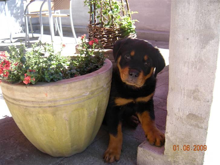 Rottweiler Haiki´s Aica - Aica, 10 uger: Moars lille guldklump :) billede 12