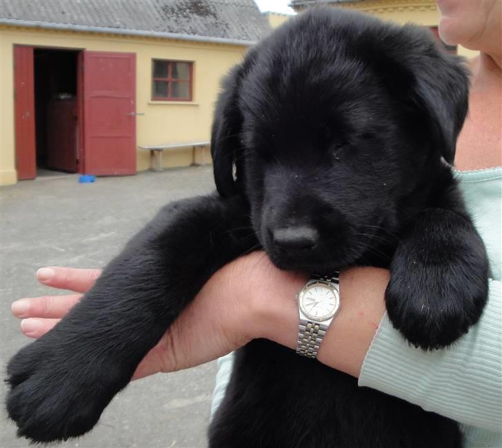 Blanding af racer Amon billede 1