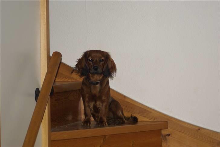 Blanding af racer kiwi - Kiwi 8 måneder billede 14