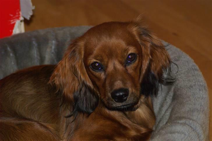 Blanding af racer kiwi - Kiwi 8 måneder billede 15