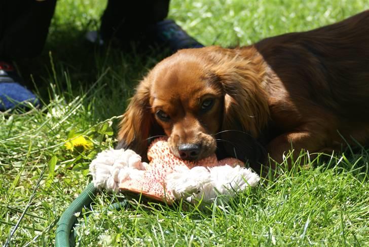 Blanding af racer kiwi - Kiwi 8 måneder billede 16