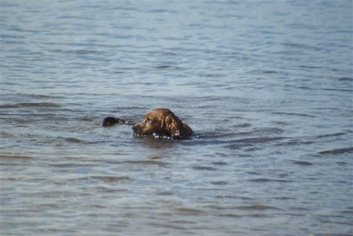 Blanding af racer kiwi - Kiwi 8 måneder billede 17