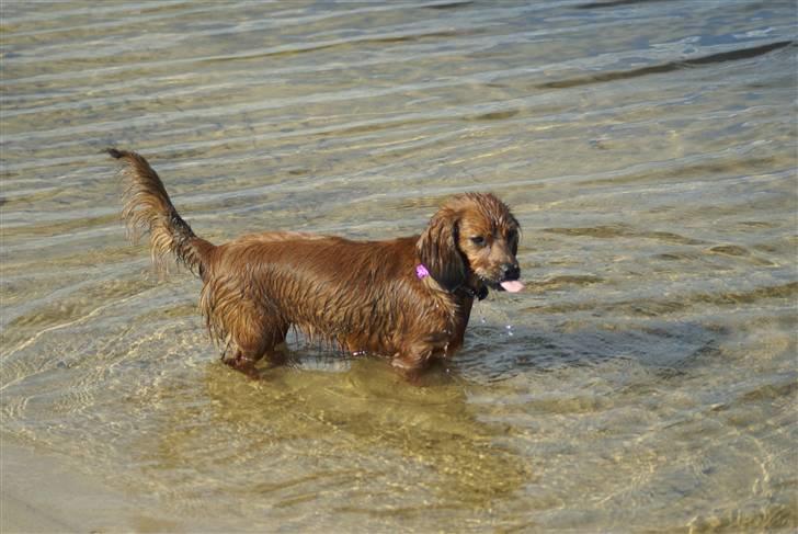 Blanding af racer kiwi - Kiwi 8 måneder billede 18