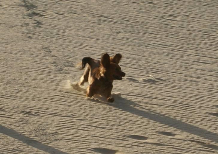 Blanding af racer kiwi - Kiwi 8 måneder billede 19