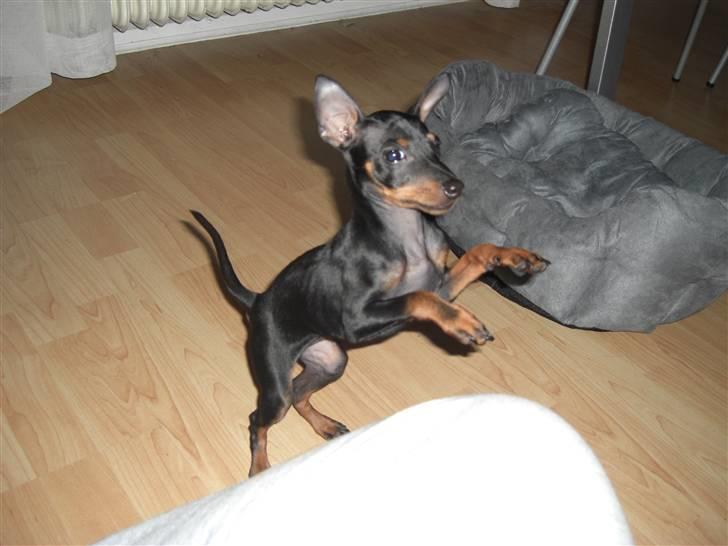 Dvaergpinscher Rødkildes Tigi billede 9