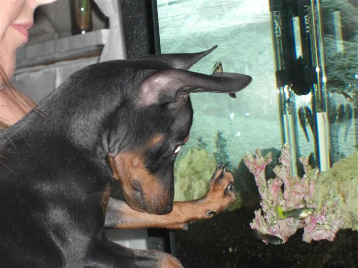 Dvaergpinscher Rødkildes Tigi billede 10