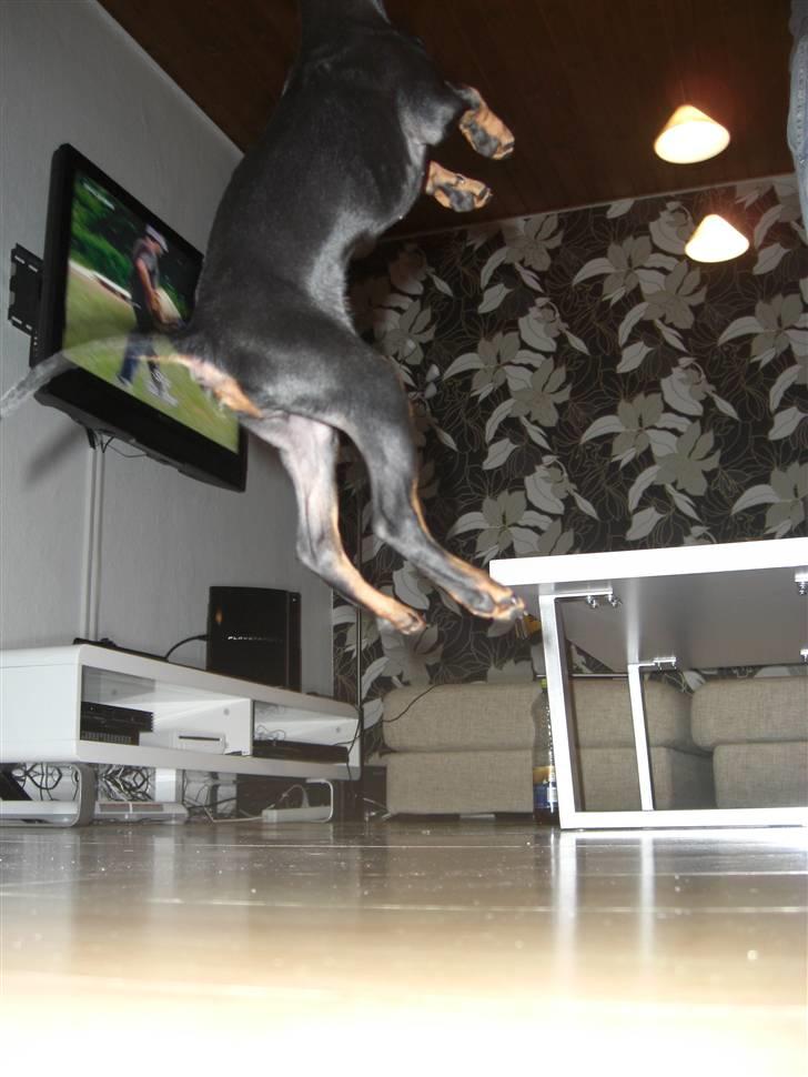 Dvaergpinscher Rødkildes Tigi billede 11