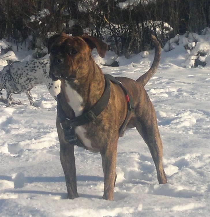 Blanding af racer R.I.P. Boddy - December 2010 billede 1