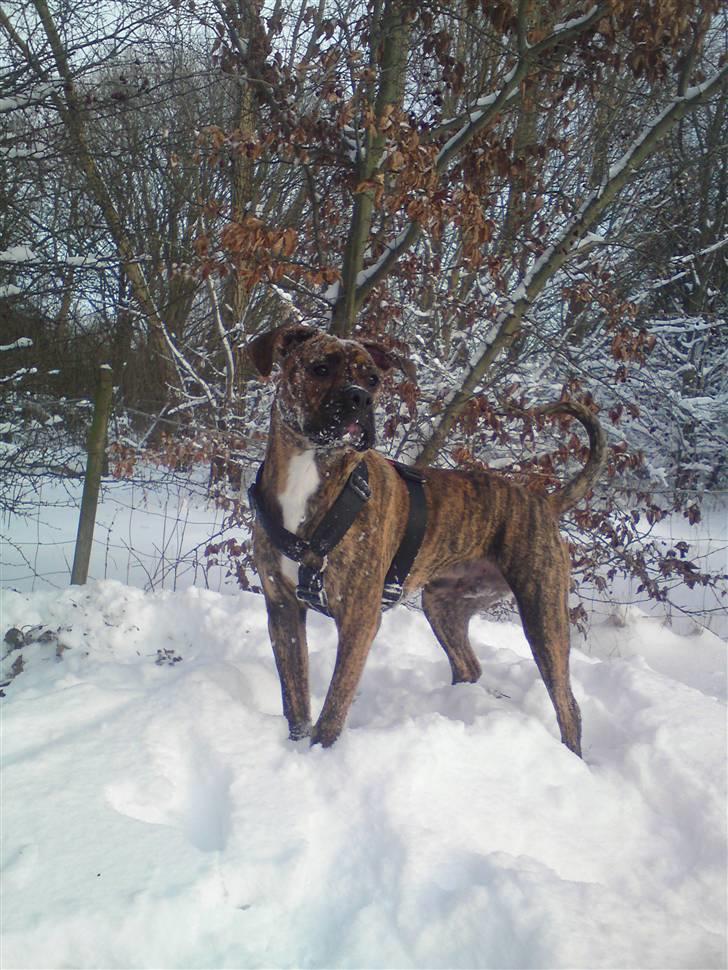 Blanding af racer R.I.P. Boddy billede 2