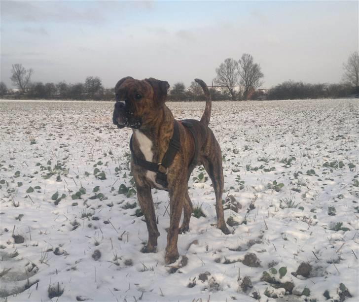 Blanding af racer R.I.P. Boddy billede 3