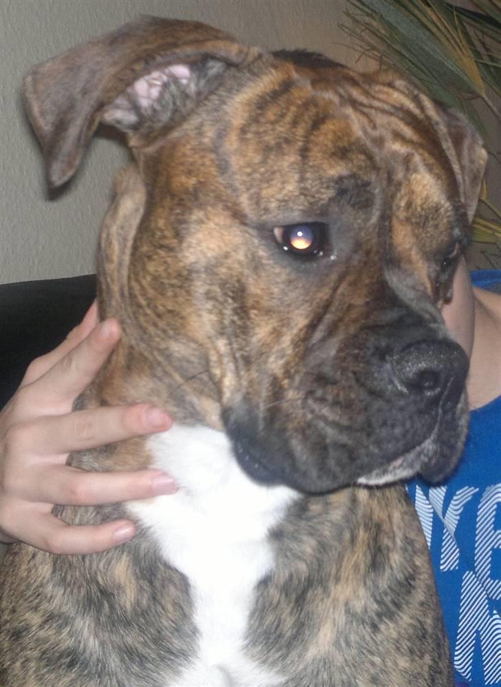 Blanding af racer R.I.P. Boddy - Jan. 2011 billede 4