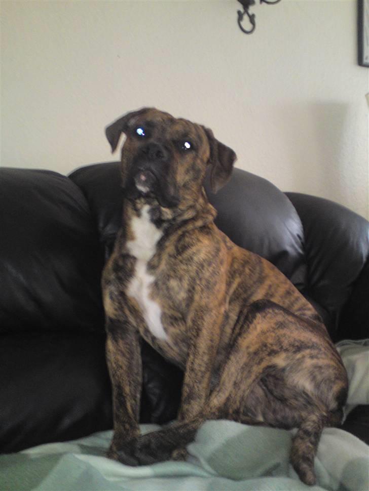 Blanding af racer R.I.P. Boddy billede 5