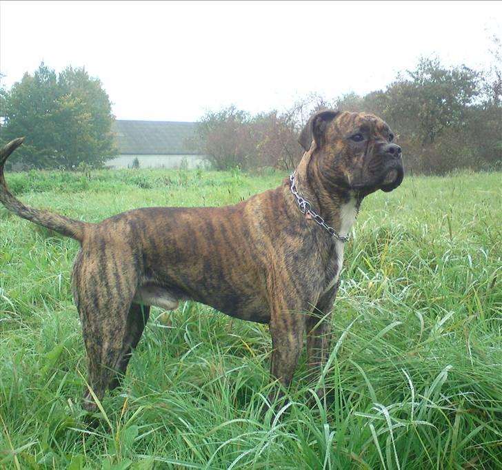 Blanding af racer R.I.P. Boddy - Okt. 2010 billede 6