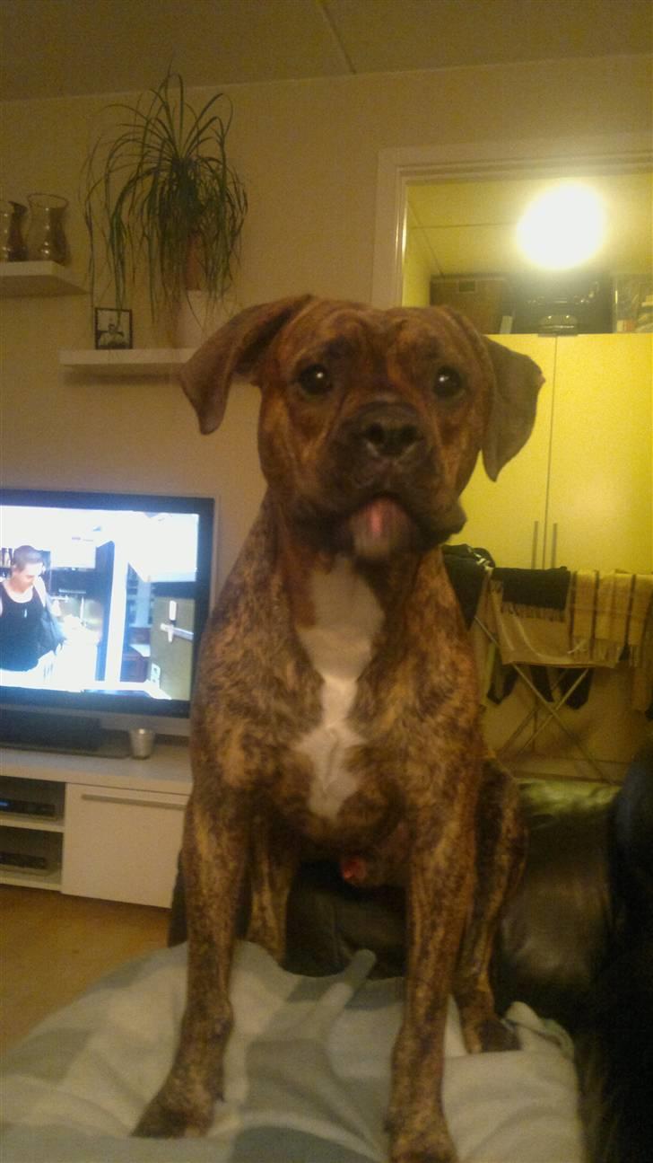 Blanding af racer R.I.P. Boddy billede 7