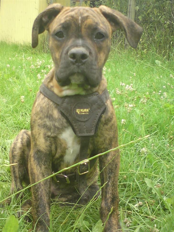 Blanding af racer R.I.P. Boddy billede 8