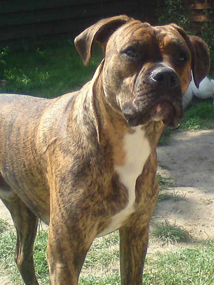 Blanding af racer R.I.P. Boddy billede 9