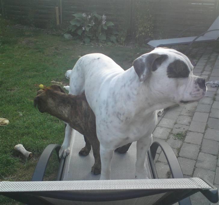 Blanding af racer R.I.P. Boddy billede 10