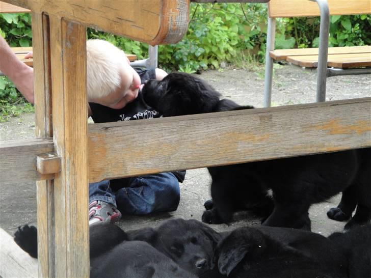 Blanding af racer Amon - her er amon så med vores store dreng, han syntes bare amon er dejlig billede 2