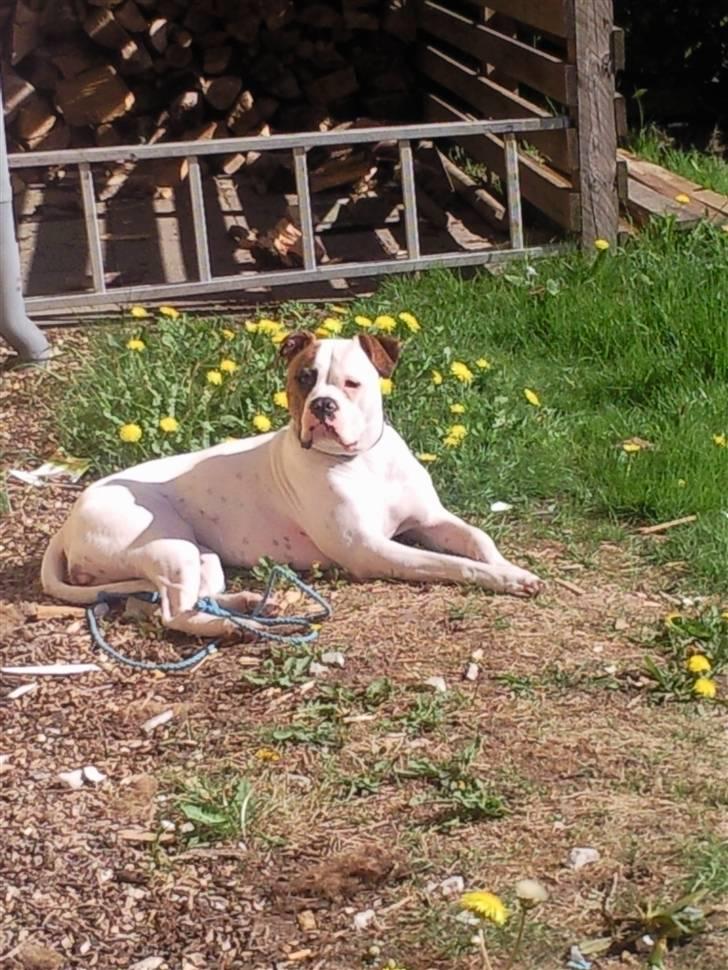 Amerikansk bulldog PRIMO - primo hygge i solen:-) billede 1