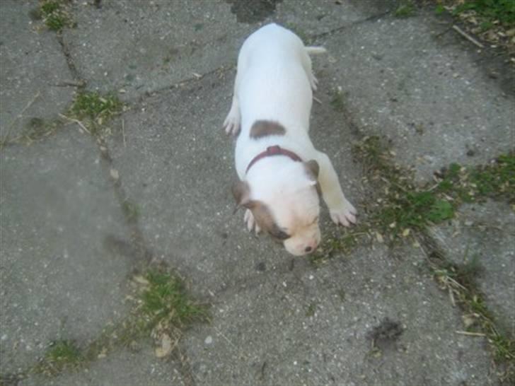 Amerikansk bulldog PRIMO - primo 5 uger billede 2