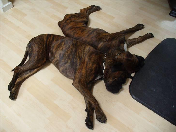 Boxer Bailey - Der er nu dejligt foran brændeovnen billede 11