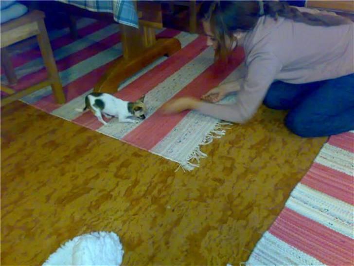 Chihuahua Tufsan - Jeg kan playbow! billede 20