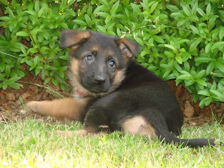 Schæferhund Plys' Canja ( solgt ) billede 1