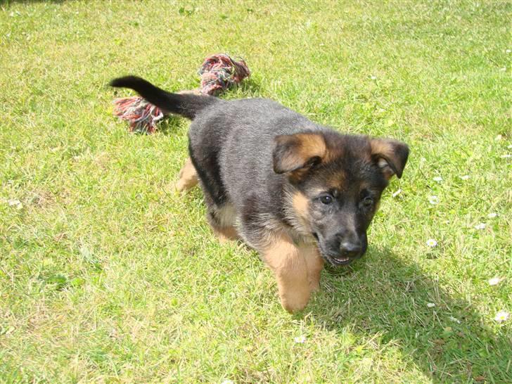 Schæferhund Plys' Canja ( solgt ) billede 2
