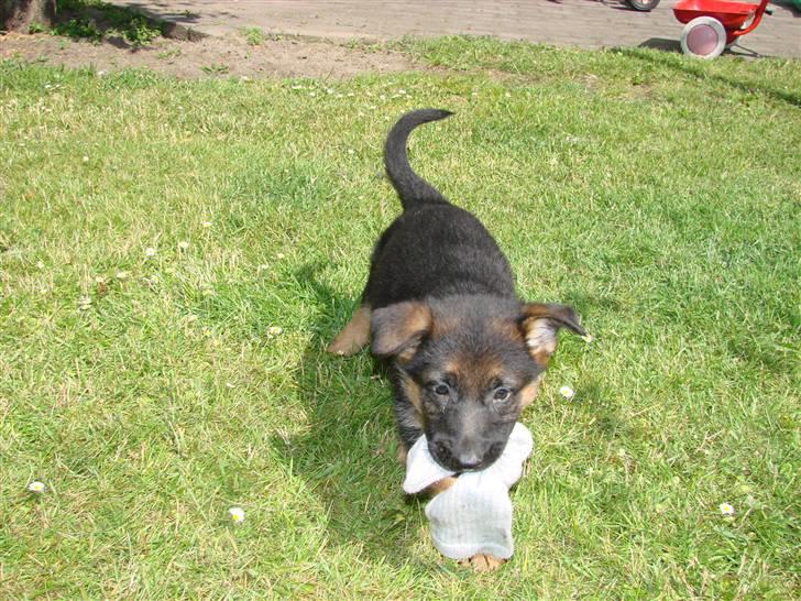 Schæferhund Plys' Canja ( solgt ) billede 3