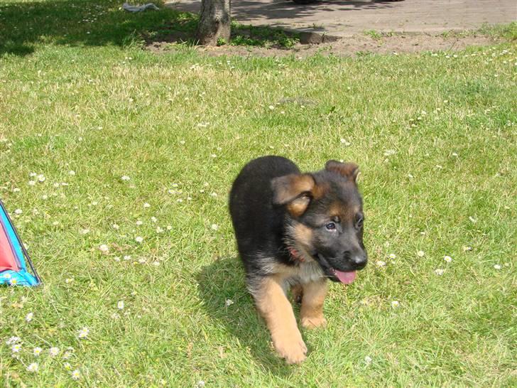 Schæferhund Plys' Canja ( solgt ) billede 4
