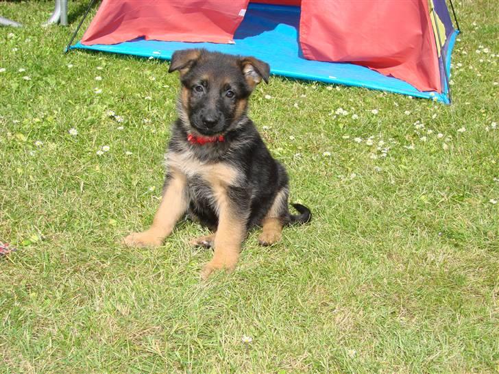 Schæferhund Plys' Canja ( solgt ) billede 5