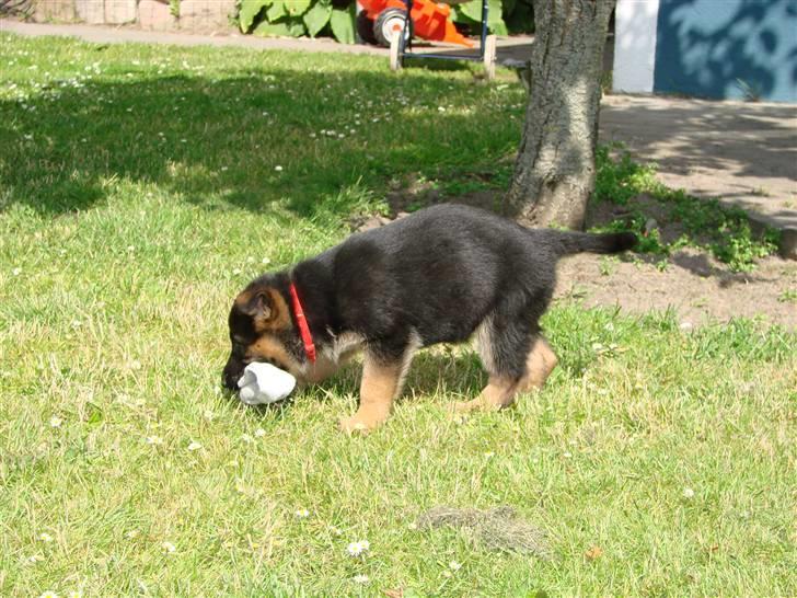 Schæferhund Plys' Canja ( solgt ) billede 6