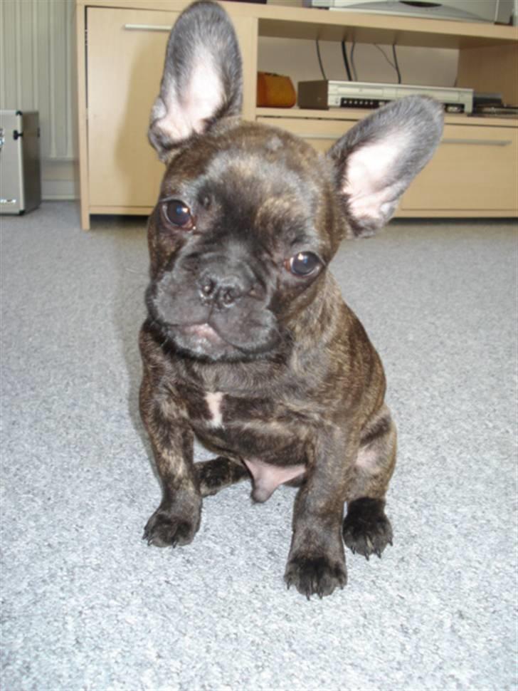 Fransk bulldog Anton billede 1