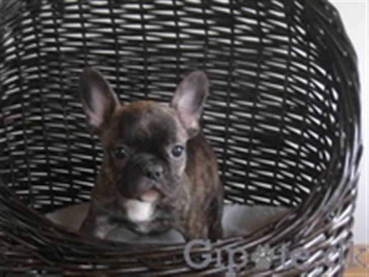 Fransk bulldog Anton billede 2