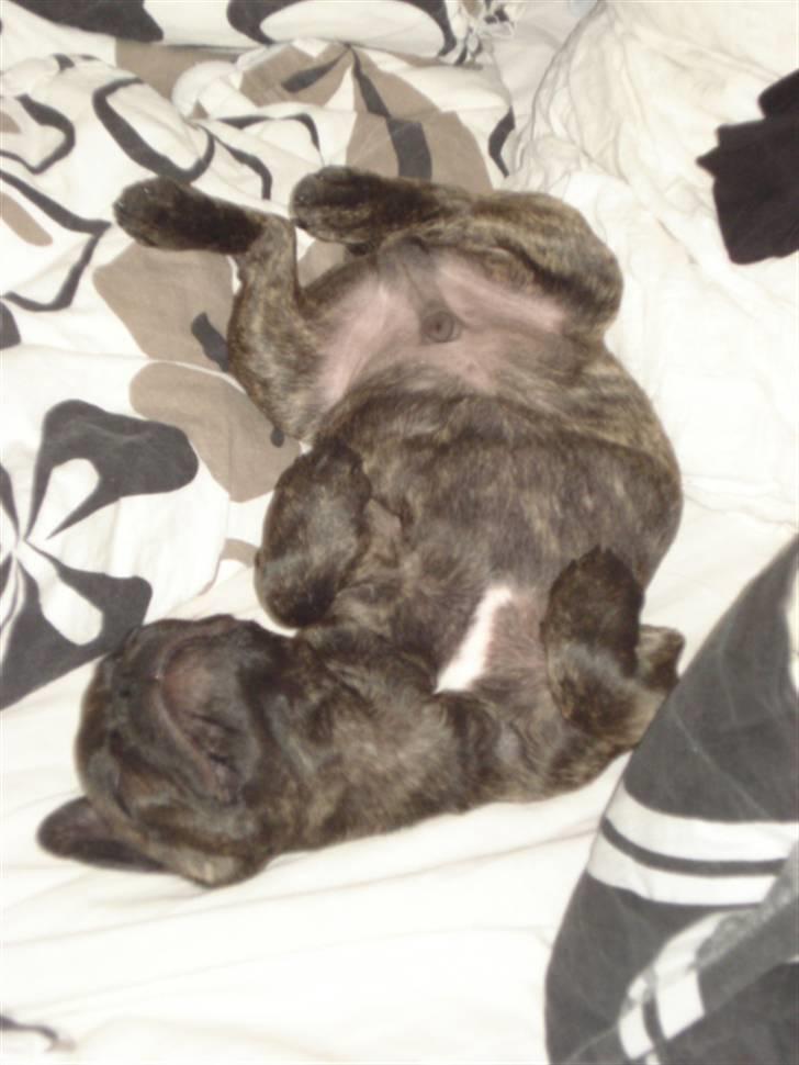 Fransk bulldog Anton billede 3