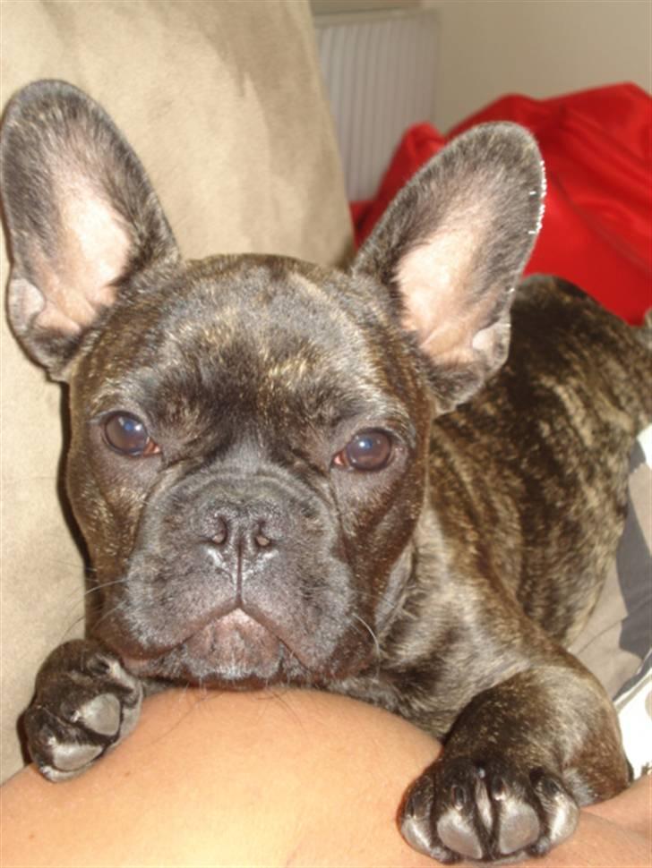 Fransk bulldog Anton billede 4