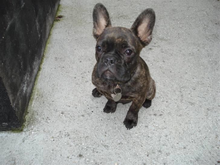 Fransk bulldog Anton billede 5