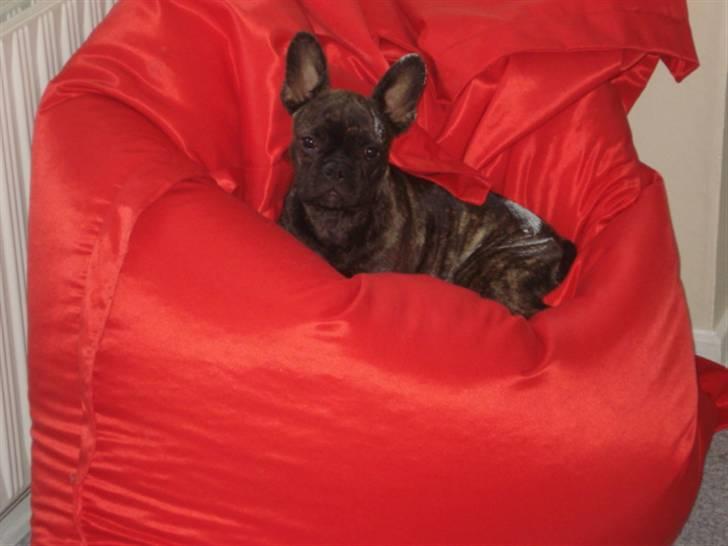 Fransk bulldog Anton billede 6